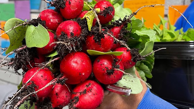 Vegetar vegansk matlaging